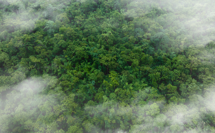 Lee más sobre el artículo ¿Es la huella de carbono una mentira? Desmontando mitos